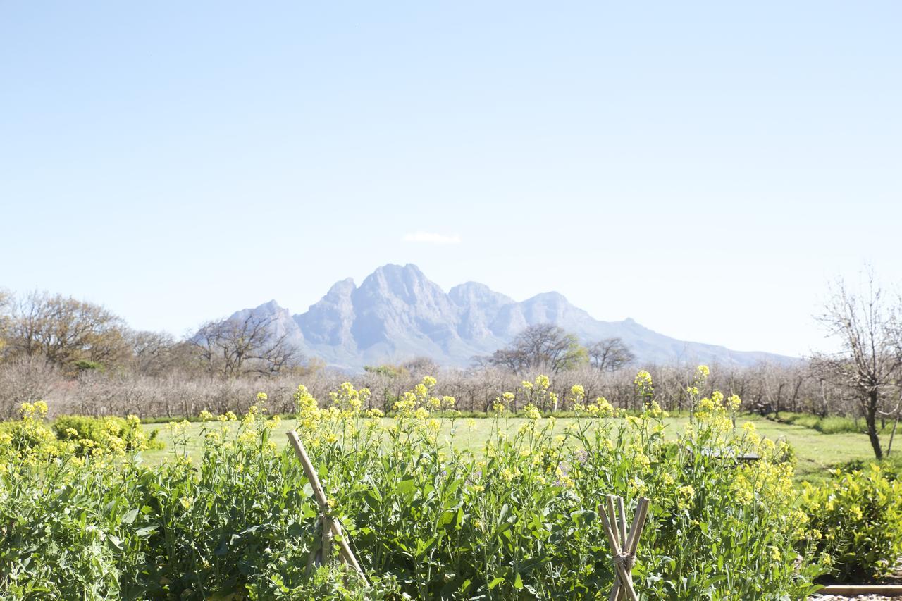 La Chataigne Wines & Guest Cottages Franschhoek Esterno foto